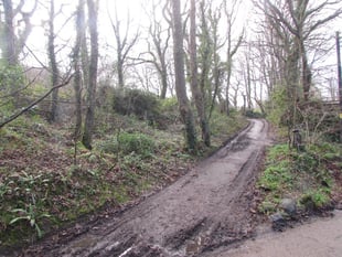 Woodland at Mount Hawke registered as common land