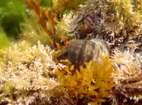 Festival allows visitors to discover the wonders and beauty of seaweed