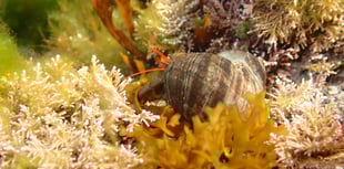 Festival allows visitors to discover the wonders and beauty of seaweed