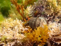 Festival allows visitors to discover the wonders and beauty of seaweed