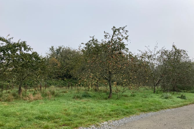 The orchard which could be lost if a new car park is allowed to be built at the National Trust's Trelissick estate 