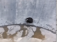 Badger rescued after becoming trapped in bowl at skatepark