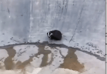 Badger rescued after becoming trapped in bowl at skatepark