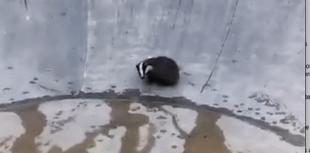Badger rescued after becoming trapped in bowl at skatepark