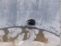 Badger rescued after becoming trapped in bowl at skatepark