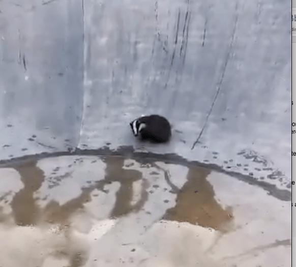 Badger rescued after becoming trapped in bowl at skatepark