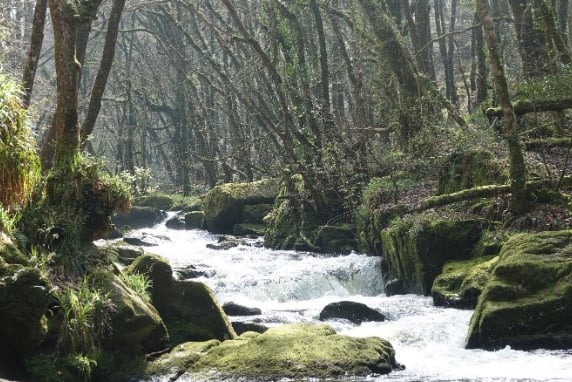 Celebrate Golitha Falls during National Nature Reserves Week which runs from May 20 to 31