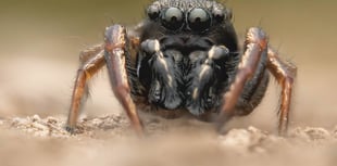 RSPCA photography competition set to be ‘bigger and better than ever’ 