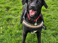 RSPCA staging open days for anyone considering rehoming a cat or dog