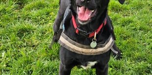 RSPCA staging open days for anyone considering rehoming a cat or dog