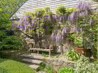 Wow-factor wisteria in Constantine