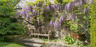 Wow-factor wisteria in Constantine