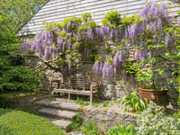 Wow-factor wisteria in Constantine