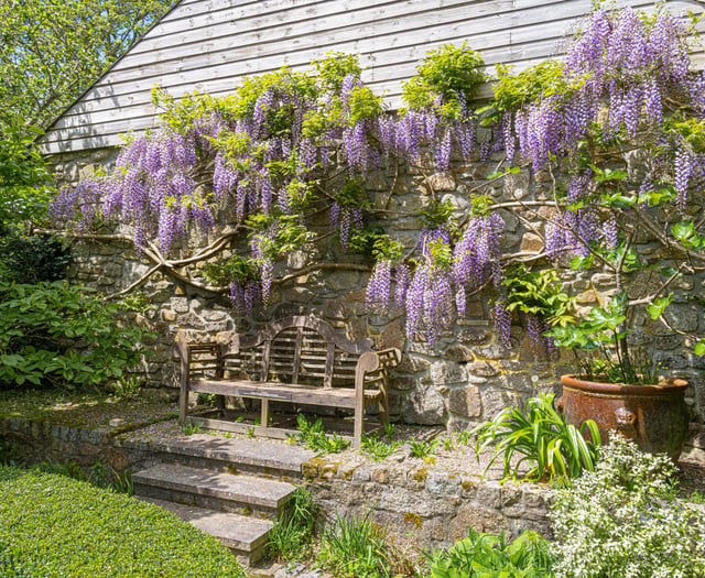 Wow-factor wisteria in Constantine