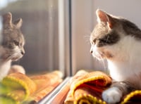 Legal requirement in England for pet cats to be microchipped