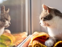 Legal requirement in England for pet cats to be microchipped