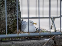 Sad ending for seagull chicks in supermarket car park