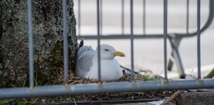 Sad ending for seagull chicks in supermarket car park