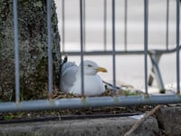 Sad ending for seagull chicks in supermarket car park