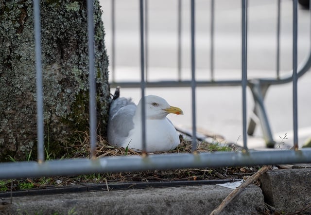 Seagull causes havoc for supermarket