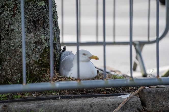 Barriers have been placed around the seagull in Morrisons' car park in Liskeard