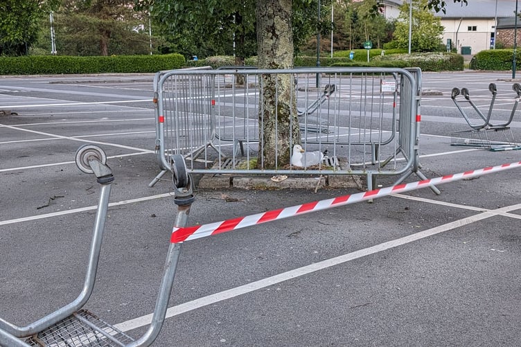 The seagull is sitting on eggs in a nest it built at the base of a tree in the Morrisons car park in Liskeard