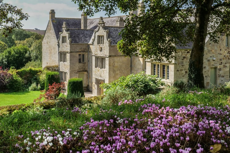 Cyclamen in front of the house at Trerice, Cornwall