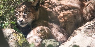 A round of ap-paws for Newquay Zoo’s new lynx kittens