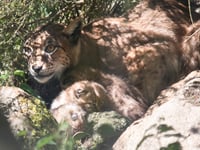 A round of ap-paws for Newquay Zoo’s new lynx kittens