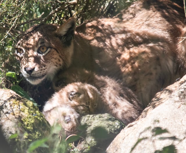 A round of ap-paws for Newquay Zoo’s new lynx kittens