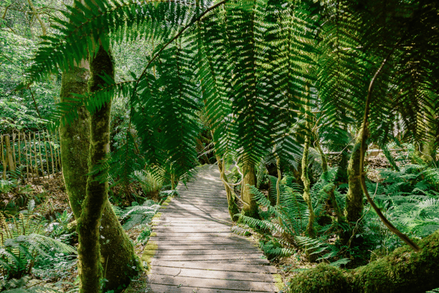 Cornish gardens on a global conservation mission