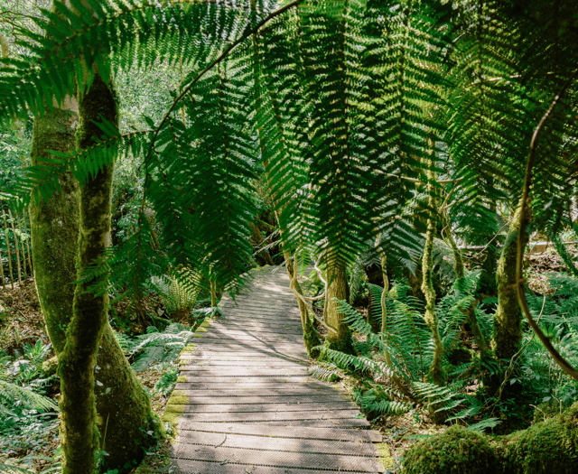 Cornish gardens on a global conservation mission