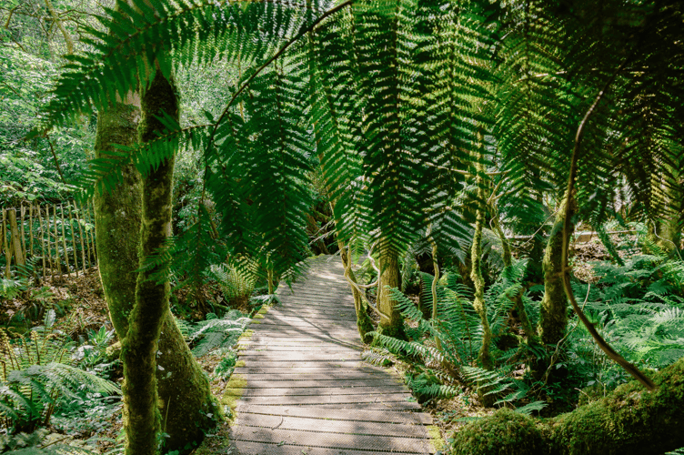 Tremenheere Sculpture Gardens boardwalk photo credit Karl Davies