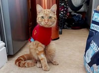 Kitten lost its leg after being trapped under car bonnet