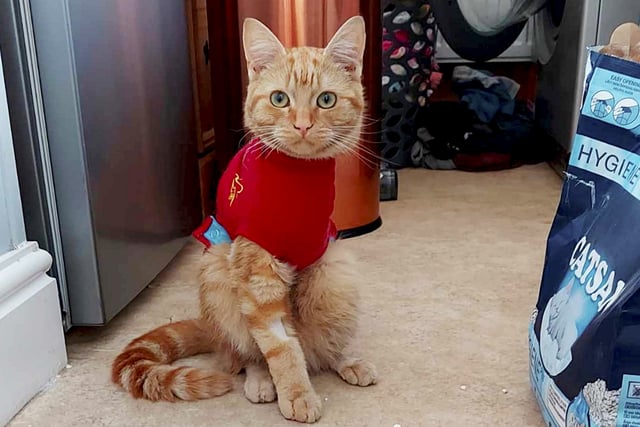 Kitten lost its leg after being trapped under car bonnet