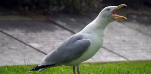 Royal Mail postal deliveries interrupted by aggressive seagulls