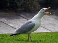 Royal Mail postal deliveries interrupted by aggressive seagulls