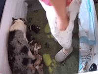 Breeder fined for kicking and hitting dog as she nursed pups