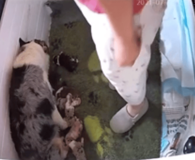 Breeder fined for kicking and hitting dog as she nursed pups