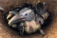 Zoo welcomes the arrival of toucan chicks