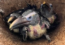 Zoo welcomes the arrival of toucan chicks