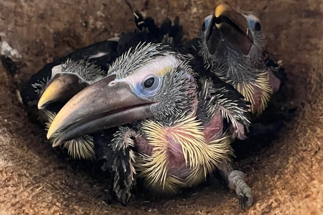 Zoo welcomes the arrival of toucan chicks