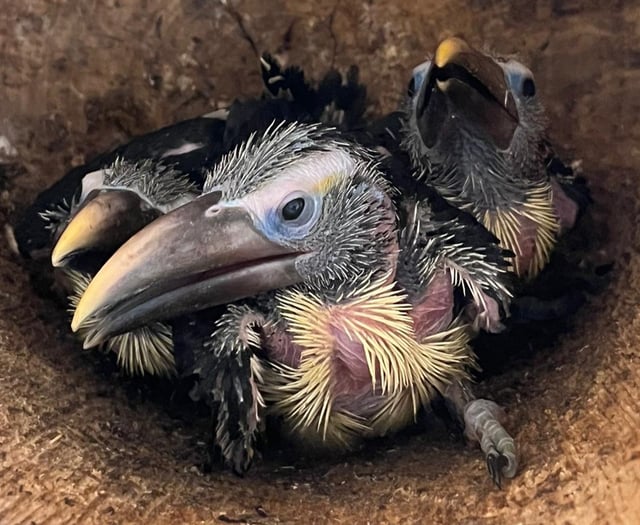 Zoo welcomes the arrival of toucan chicks
