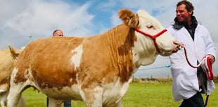 Camborne BID welcome new location for town's annual show