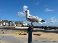 Kirstie Newton: Don’t feed the gulls!