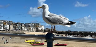 Kirstie Newton: Don’t feed the gulls!