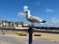 Kirstie Newton: Don’t feed the gulls!