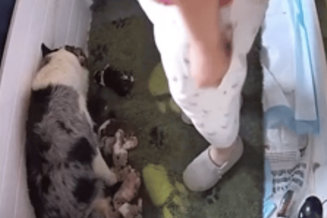 RSPCA warns animal cruelty is on the rise in Cornwall