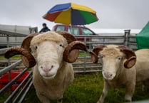 Soggy but supreme: Stithians Show 2024