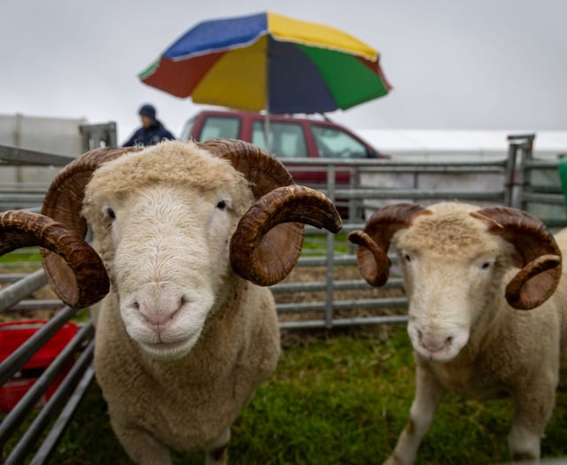 Soggy but supreme: Stithians Show 2024